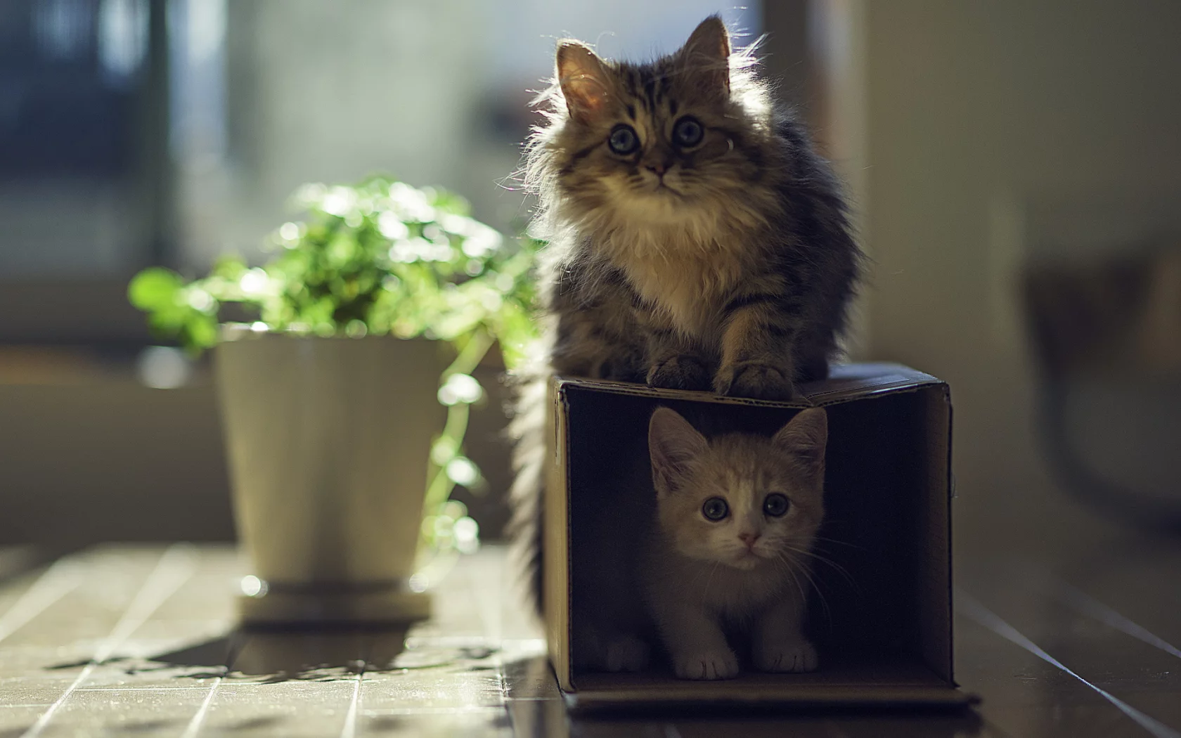 котята, коробка, играют