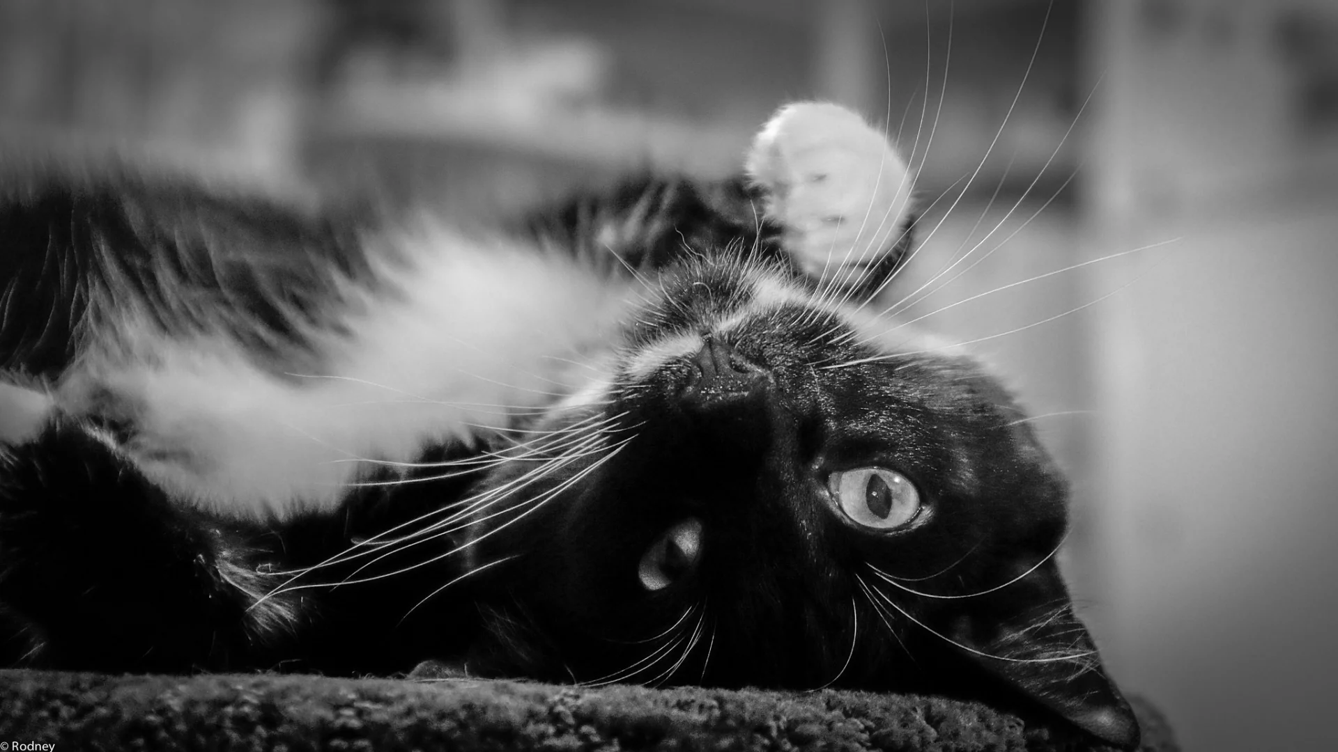 кот, взгляд