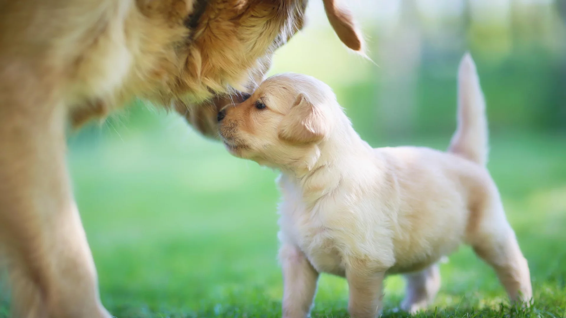 мама, golden retriever, щенок