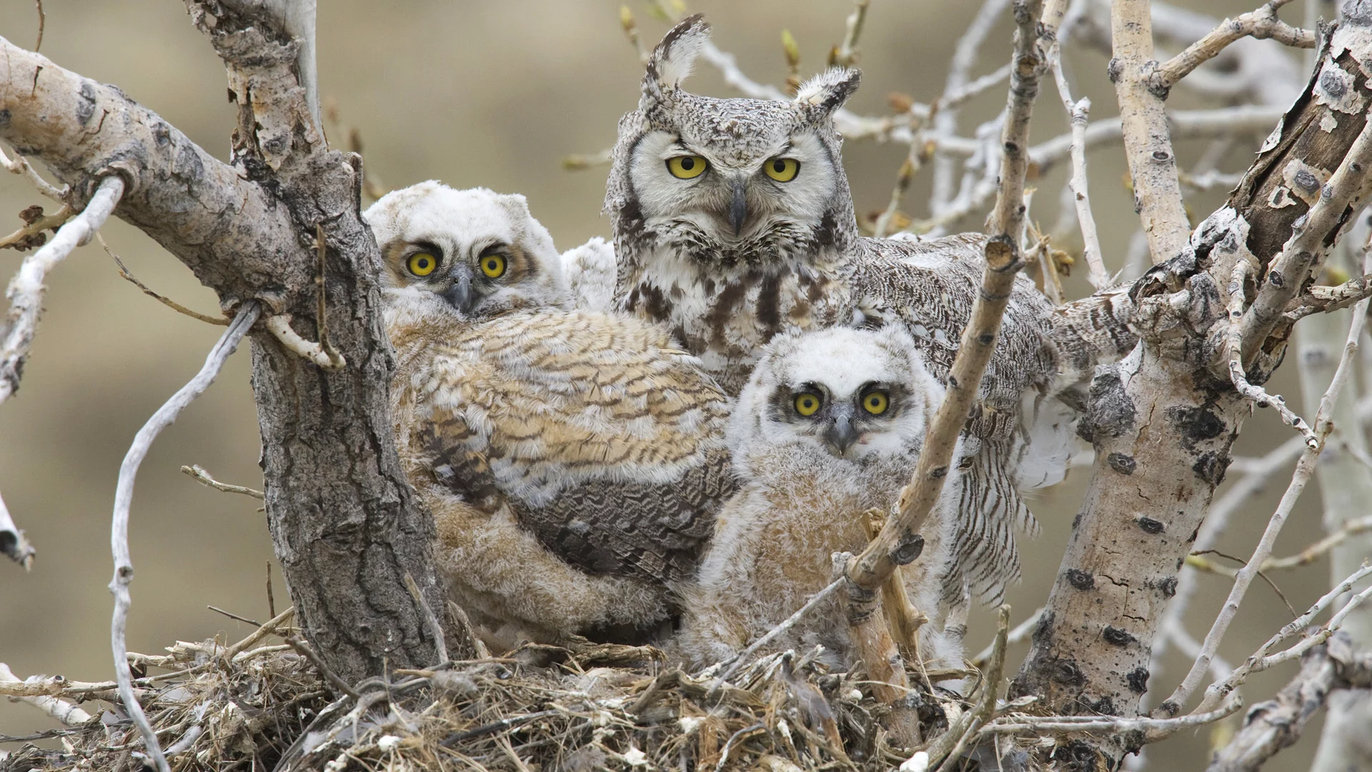 great horned owl, Большая рогатая сова, птицы, птенцы, гнездо