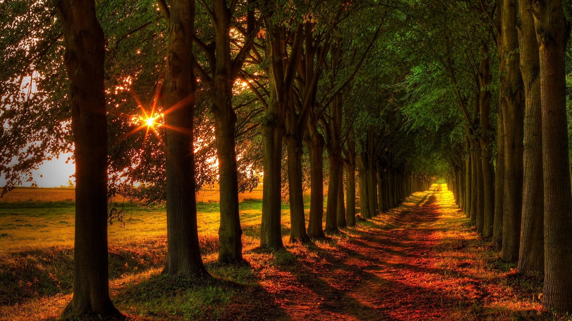 road, path, field, colorful, forest, nature, fall, walk, autumn, leaves, colors, trees