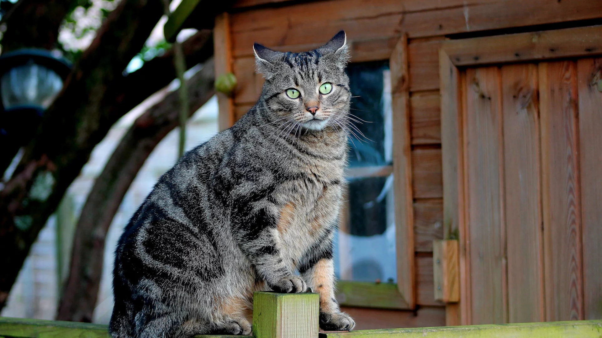 кот, кошак, кошка, забор