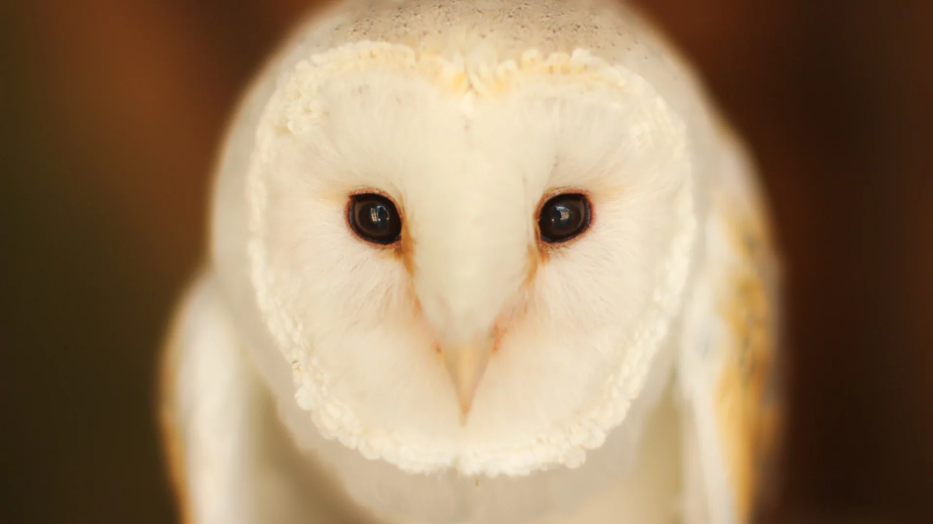 Barn Owl, птица, сова, взгляд
