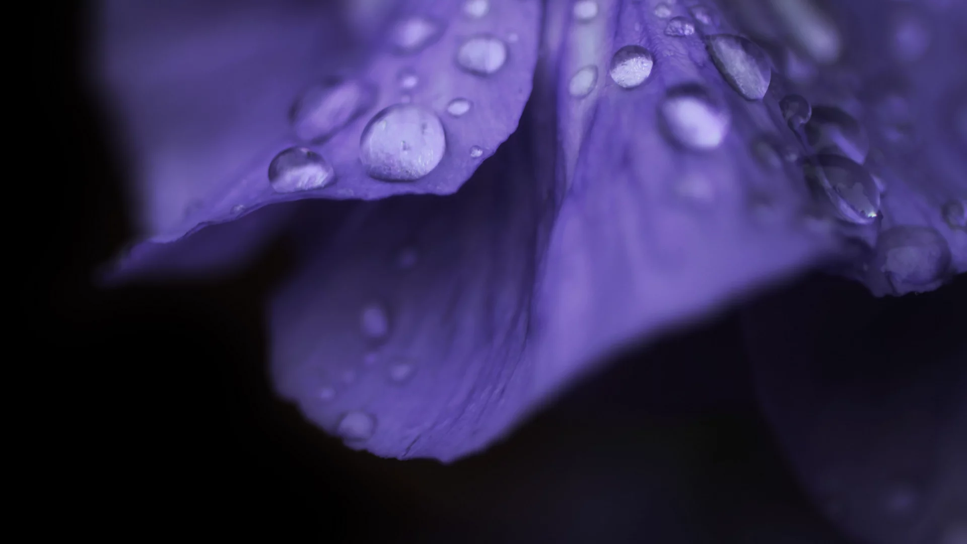 flower, макро, цветок, капля, роса, macro, цветочек, капли