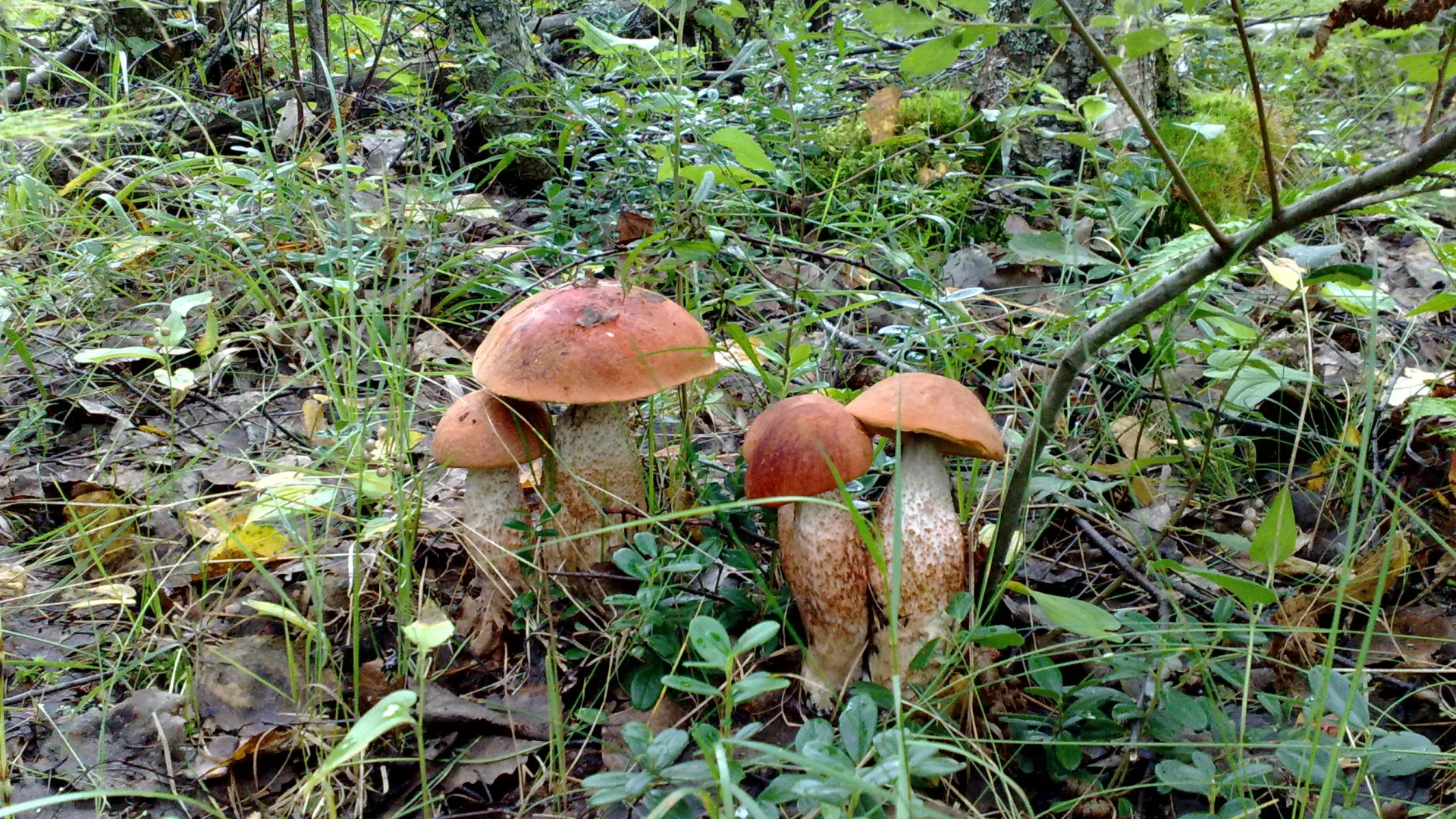 Грибы, лес