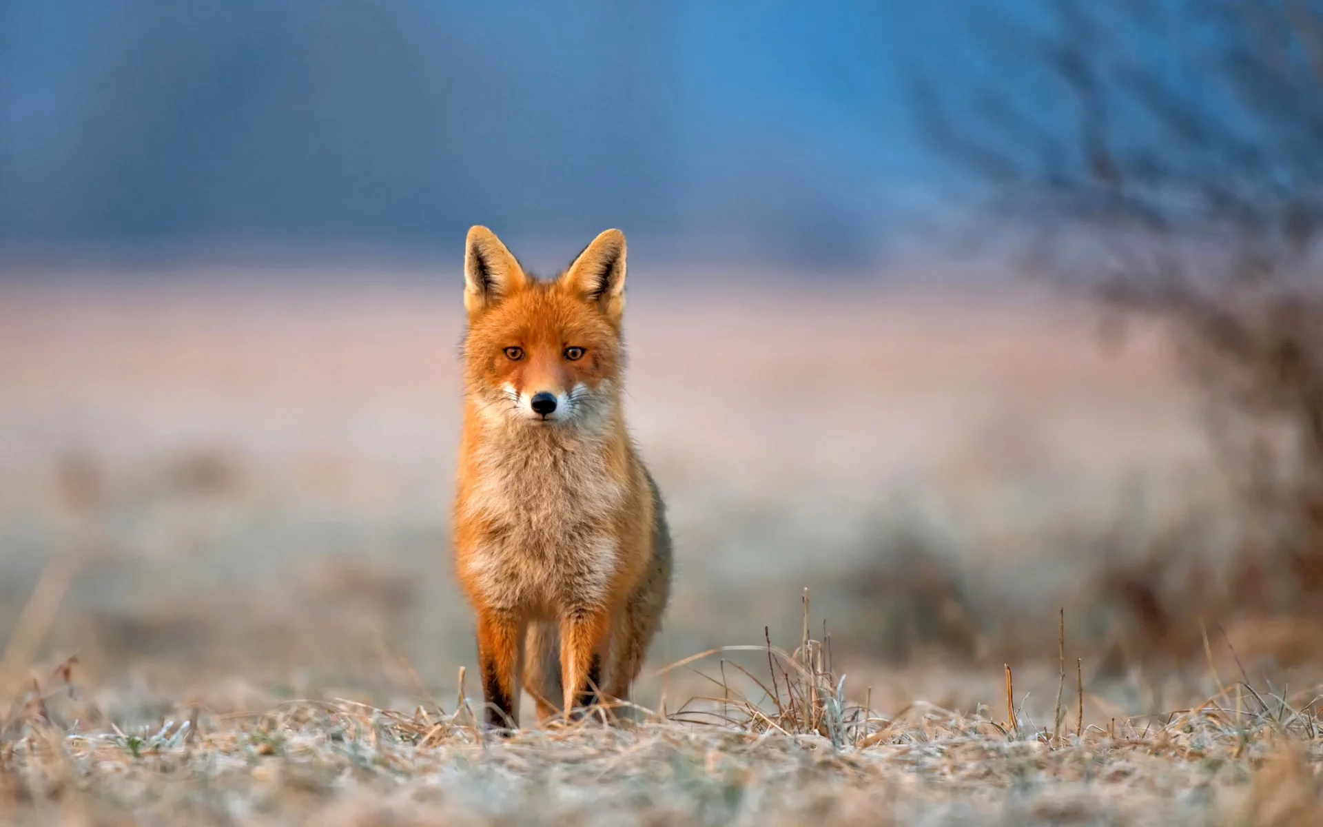 иней, fox, трава, животное, взгляд, природа, лиса