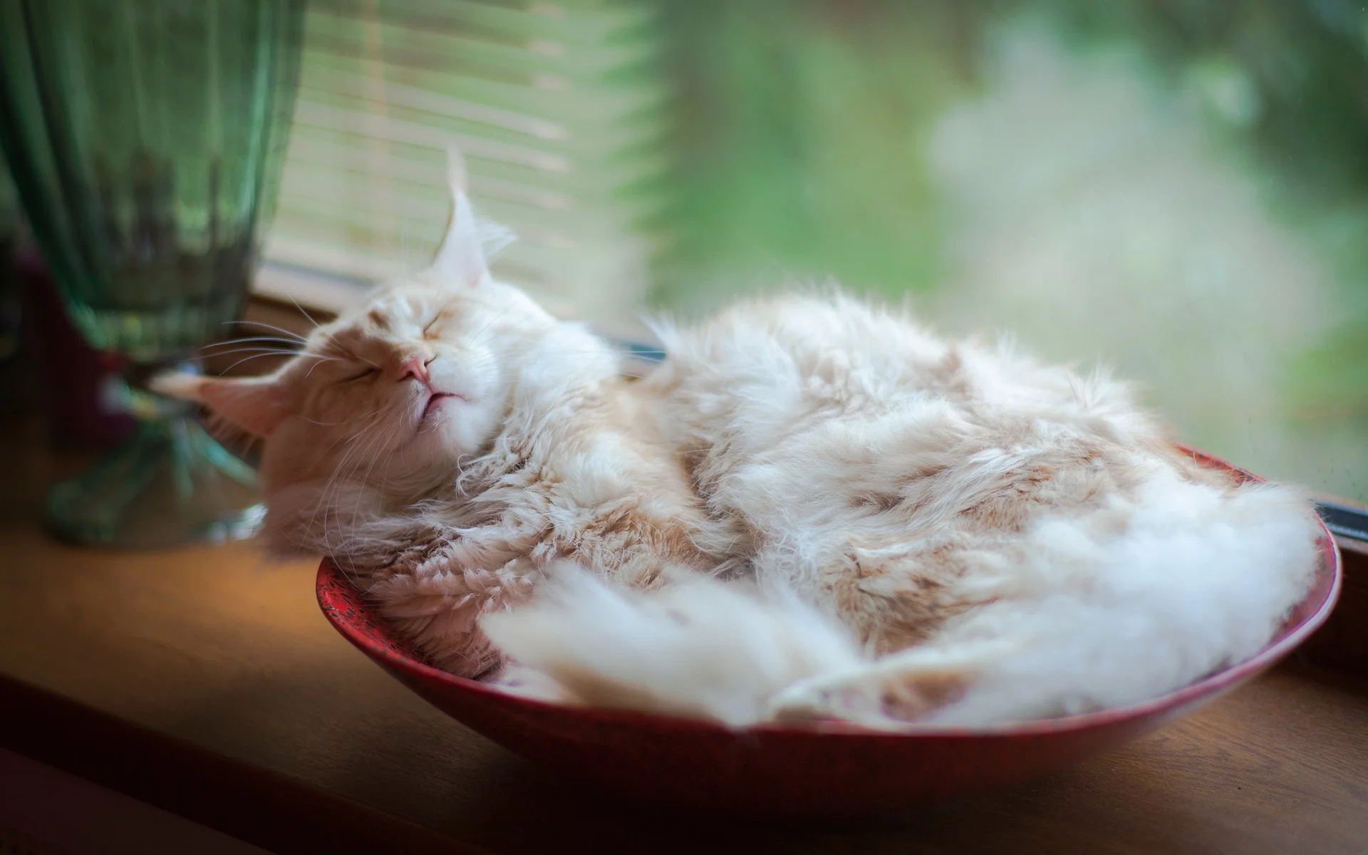 дом, кошка, уют