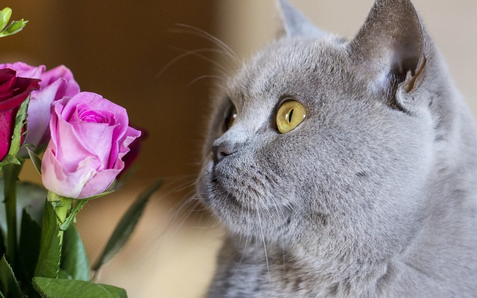 котёнок, роза