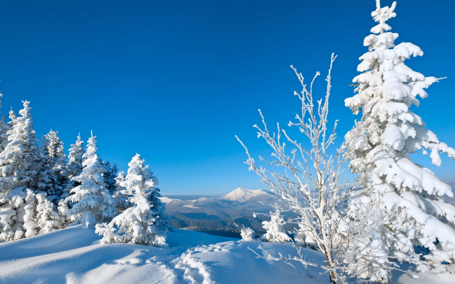 следы, деревья, snow, снег, зима, елки, дерево, природа, winte
