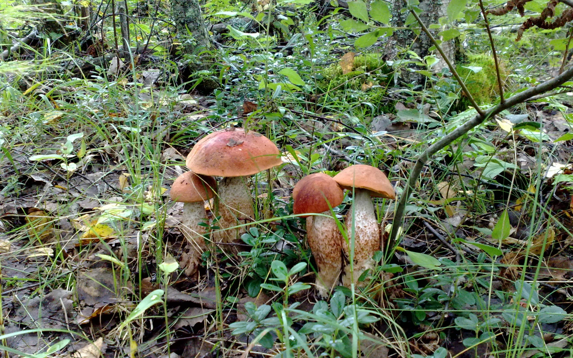 Грибы, лес