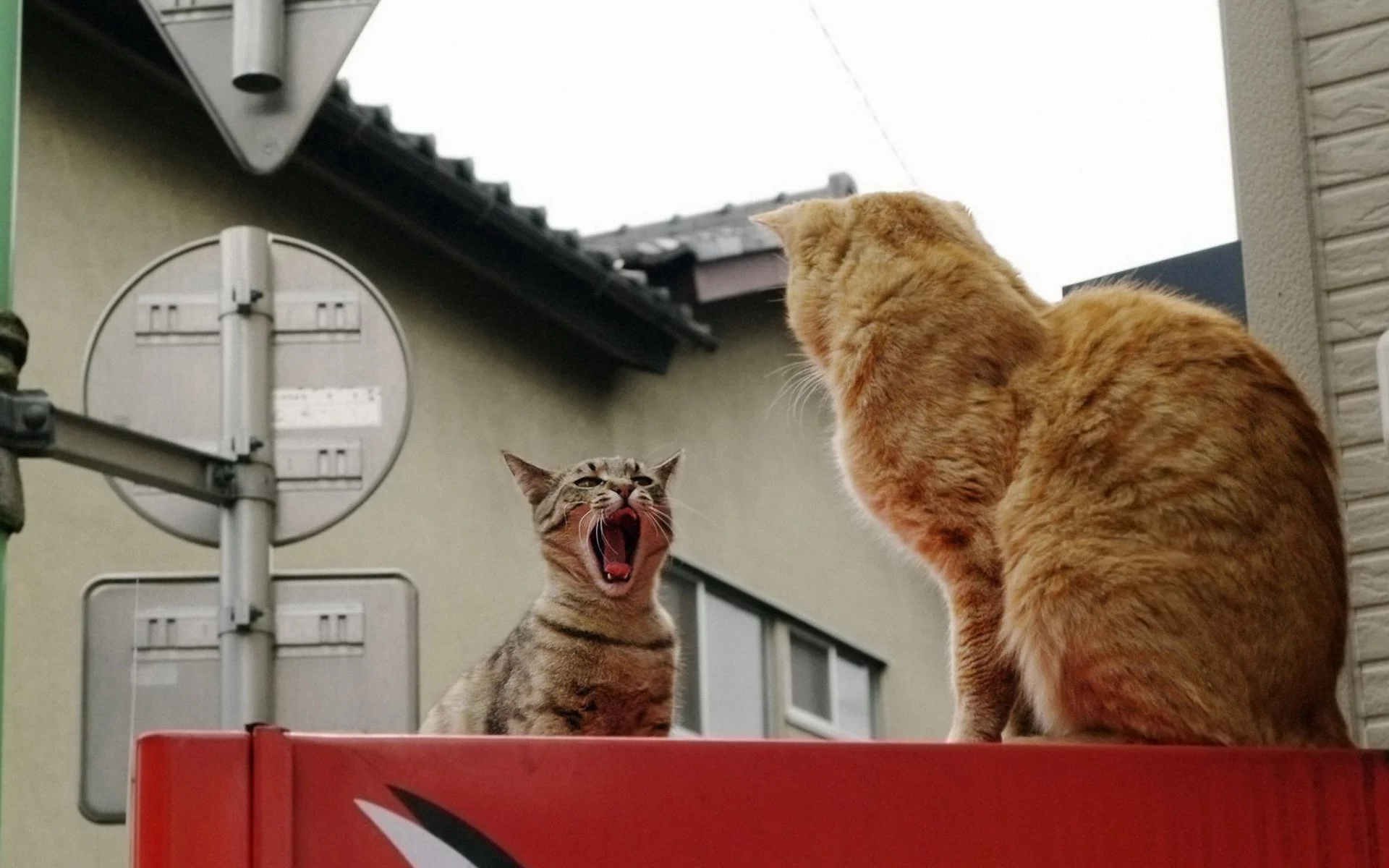 разборки, город, двое, коты