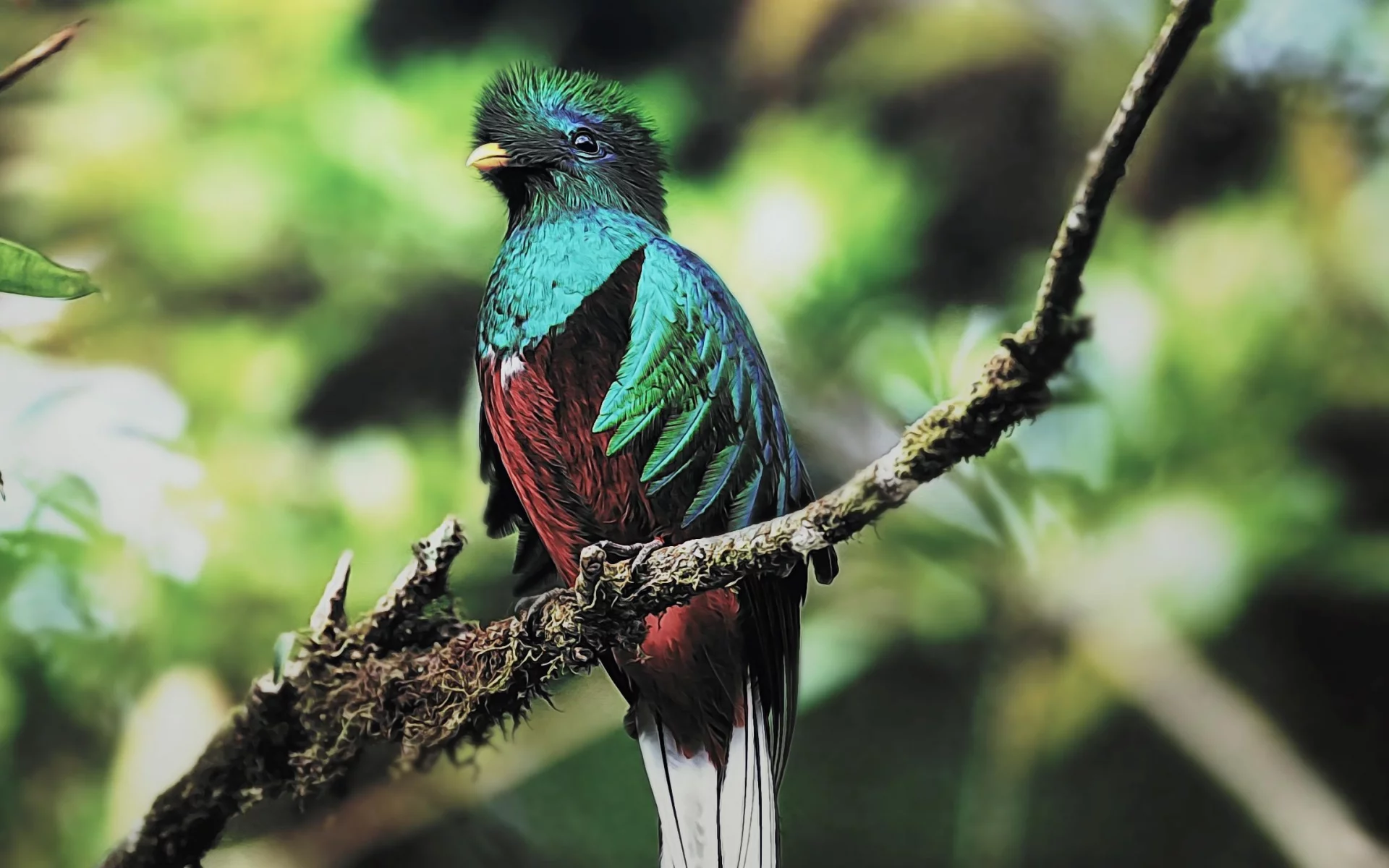 Quetzal, guatemala
