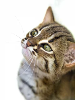 дикая, кошка, фон