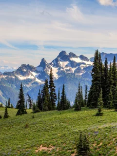 утро, mount rainier national park, сша, вашингтон, ели, горы