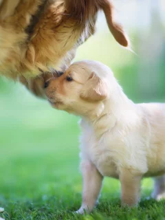 мама, golden retriever, щенок