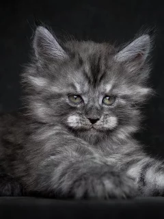 котёнок, мей-кун