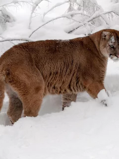 пума, снег, горный лев, кагуар