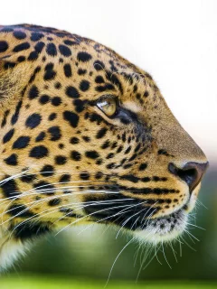 хищник, профиль, морда, взгляд, leopard, леопард, panthera pardus