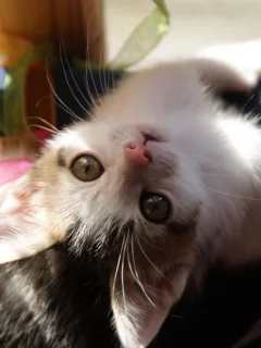котенок, ленты, играет