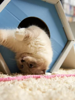 кошка, домик, игра, к верх ногами, ковер