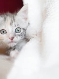 малыш, котенок, взгляд, трехцветный