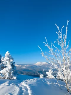 следы, деревья, snow, снег, зима, елки, дерево, природа, winte