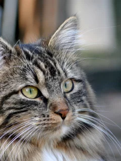 cat, взгляд, кот