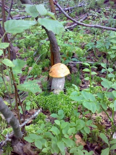 Грибы, лес