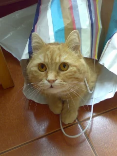 Кот Вася, животные