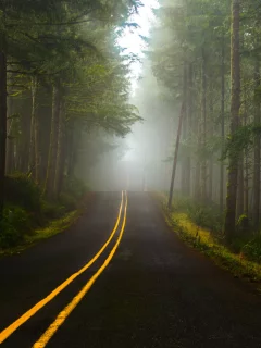 дорога, лес, туман