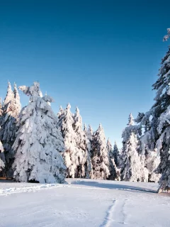 природа, елки, фон, ель, trees, деревья, снег, зима, winter, snow