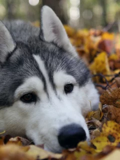 собака, лежит, взгляд, осень
