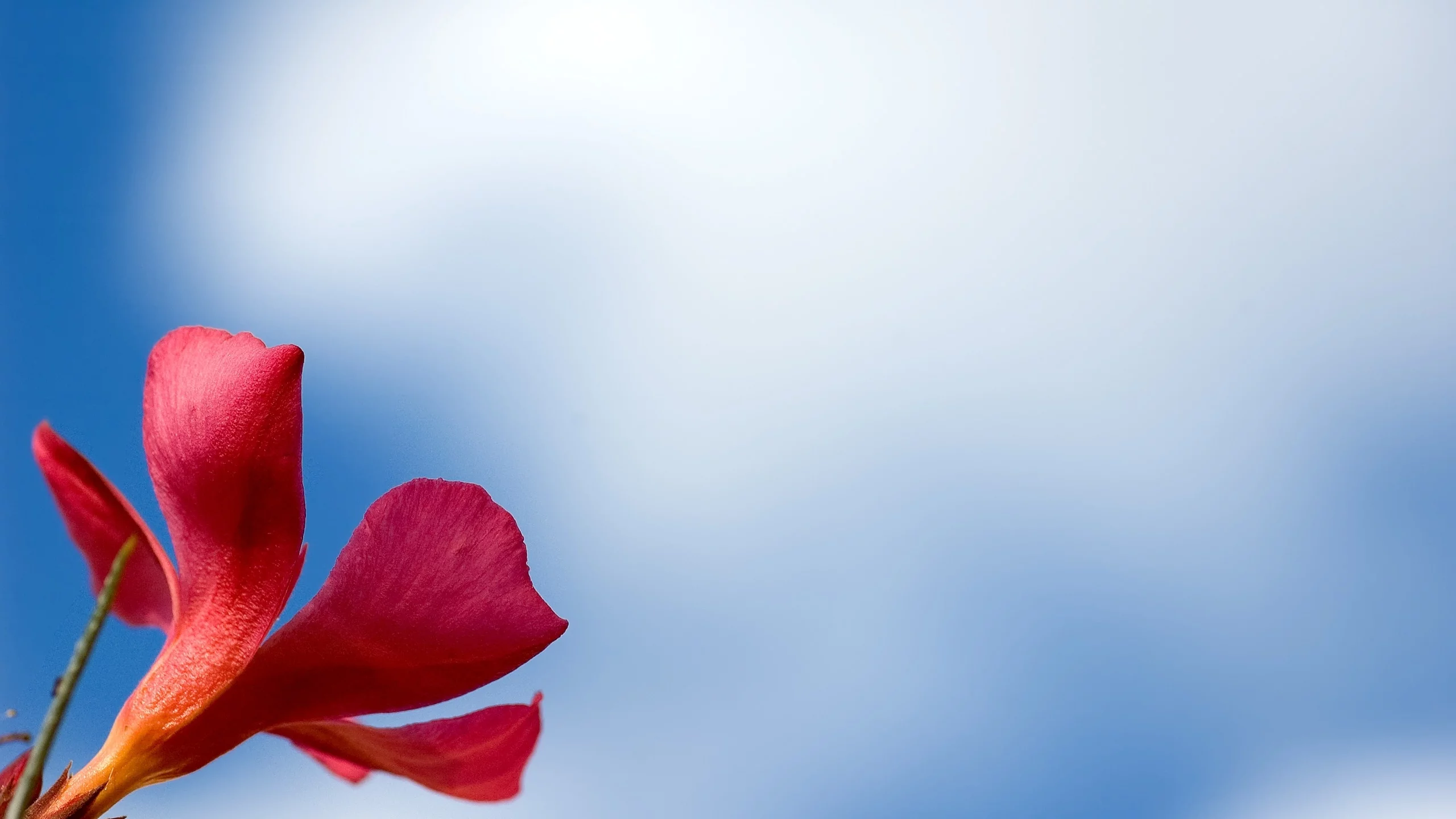 цветок, обои, фон, red, макро, flower, лепестки, красный, macro