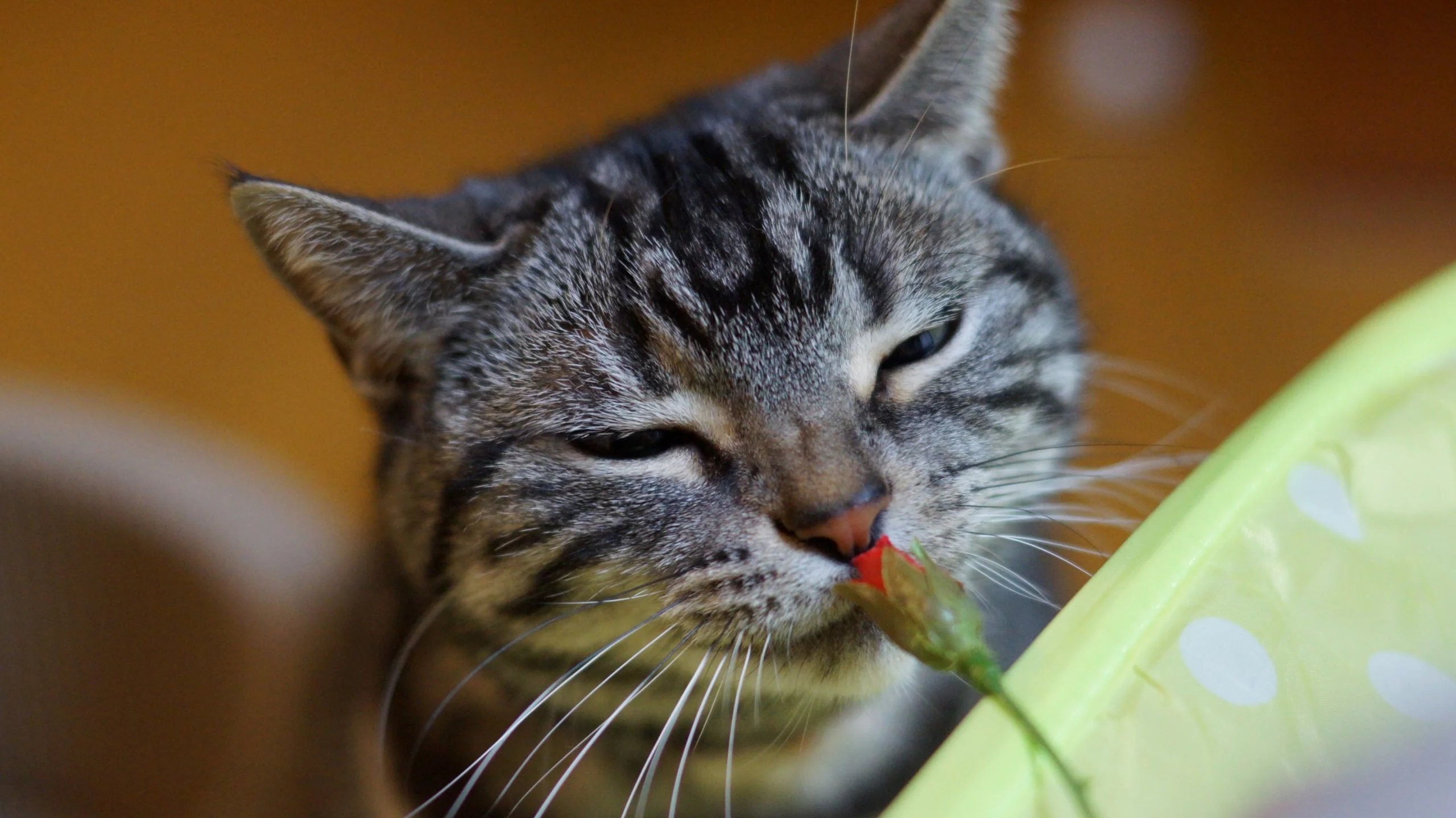 кот, кошак, котяра, цветок