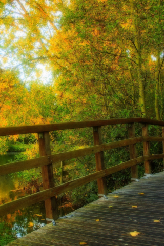 view, walk, hdr, forest, alley, park, nature, river, leaves, bridge, autumn, trees, water, fall