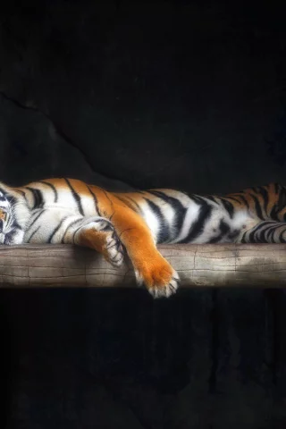 тигр, кошка, шерсть, сон