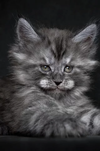 котёнок, мей-кун
