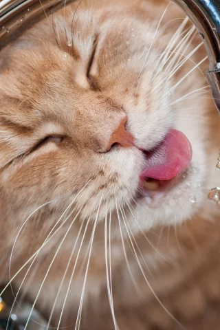 котэ, морда, жажда, кран, вода, капли