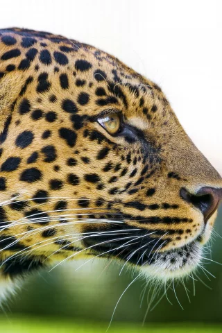 хищник, профиль, морда, взгляд, leopard, леопард, panthera pardus