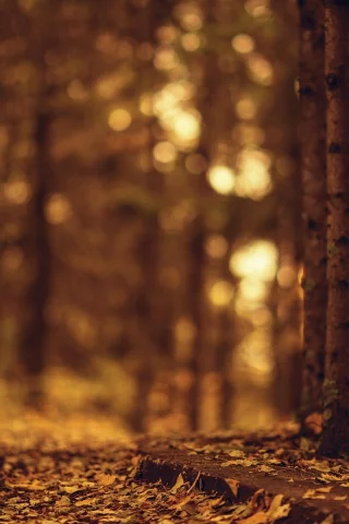 деревья, листочки, листья, autumn, дерево, осень, природа