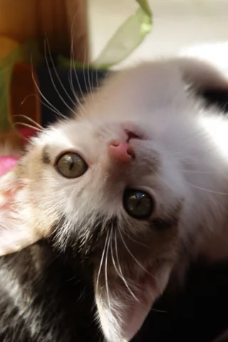 котенок, ленты, играет