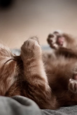 котенок, сон, лапы
