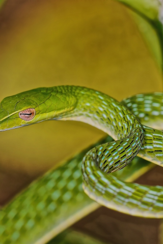 змея, зелёная