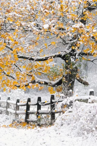дерево, осень, снег