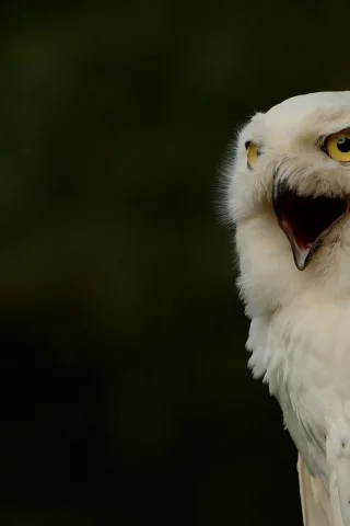полярная сова, белая сова, snowy owl