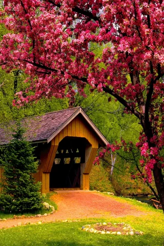 forest, bridge, tree, patch