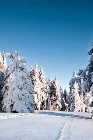 природа, елки, фон, ель, trees, деревья, снег, зима, winter, snow