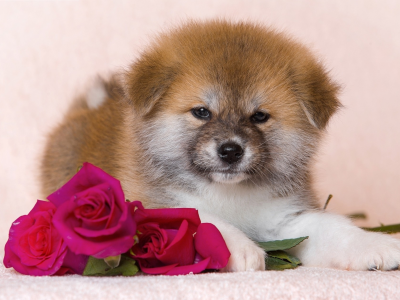 собака, цветы, розы