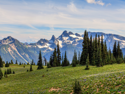 утро, mount rainier national park, сша, вашингтон, ели, горы