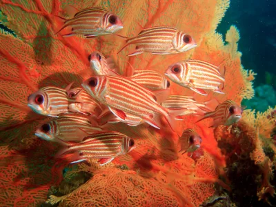 beautiful, squirrel fish, sea fan, рыбы, море фана, белка, coral, коралловый